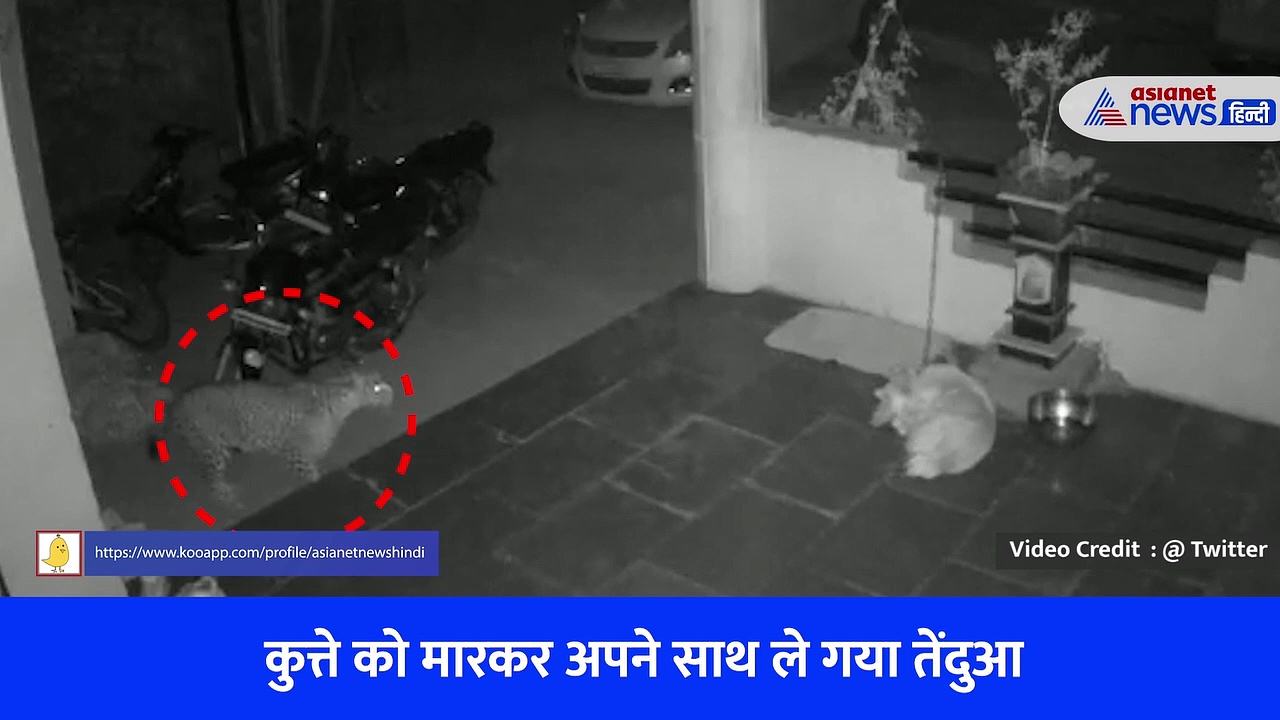 Leopard Attacks Dog: घर में घुसकर तेंदुए ने किया पालतू कुत्ते पर हमला, चेन से बंधा था डॉग फिर भी उठाकर ले गया, सामने आया वीडियो