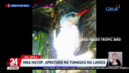 Mga hayop, apektado ng tumagas na langis | 24 Oras