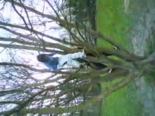 Mimi et Artheo saut d'un arbre !