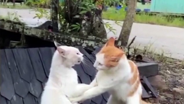 Funniest Animals 2023 Funny Cats And Dogs That Will Make You Laugh Funny Animals Videos 2023 | Funny Cats and Dogs Video