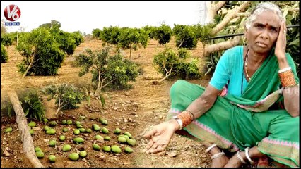Old Woman Crying Over Mango Crop Damage Due To Rains _ Mahabubnagar | V6 News