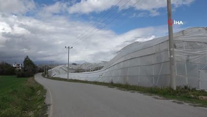 Hortum muz serasını vurdu, 5 dönümlük alan savaş meydanını aratmadı