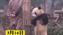 The panda is angry! Quarrelling with the keeper with hands on hips. 大熊貓生氣了！雙手叉腰和飼養員吵架。