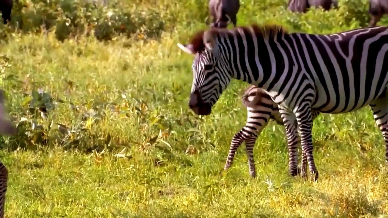 Incredible! Cheetah Was Surprised By Zebra's Powerful Counterattack And Miraculously Escaped Death