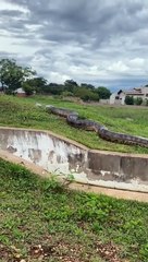 Un anaconda géant filmé au brésil
