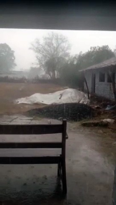 Wheat crop spread in the fields due to hail and rain