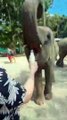 Lucky tourist gets heartwarming hug from elephant