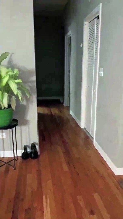 Sleepy cat waits patiently for owner to cuddle up in bed together