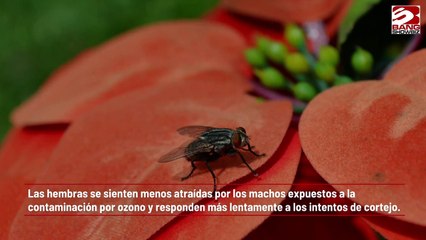 La contaminación atmosférica destroza la vida sexual de las moscas