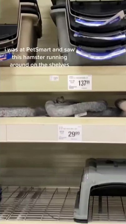Hamster in PetSmart gets loose, caught chillin' in the store