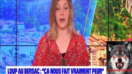 Attaque de Loup au Bersac