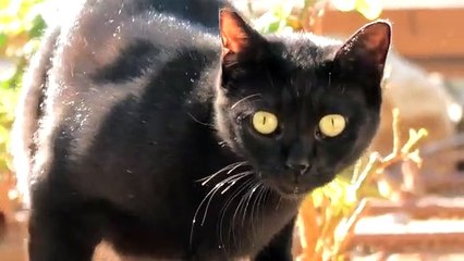 Beautiful Cats Face & Eyes Zoom 4K Video