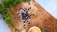 Fierce Fight between a Centipede and a Spider