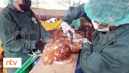 17 granjas de Quillacollo, Sacaba, Sipe Sipe y Capinota fueron afectadas por la gripe aviar