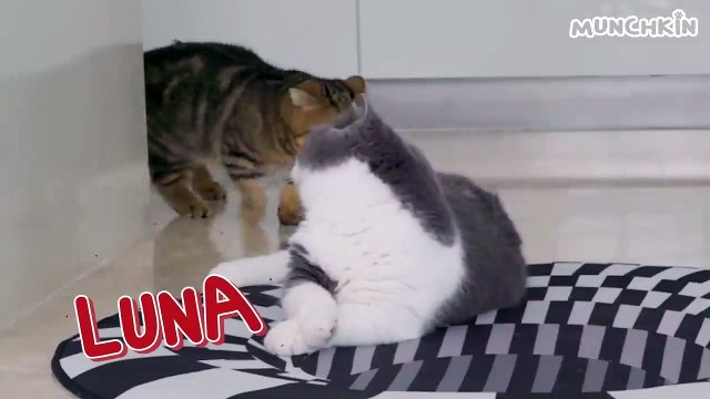 Can Cats Walk On Optical Illusions? | Funny Cats videos