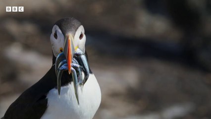 These gulls are VICIOUS  - Wild Isles - BBC