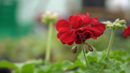 Kent Autistic charity preparing for Chelsea Flower Show