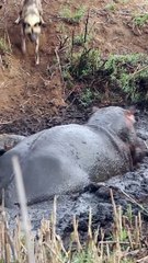 Hippo crushes buck that's stuck in the mud after wild dogs chased It