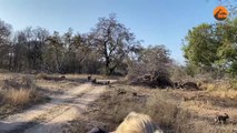 Male Lion Takes Out Wild Dog Pups