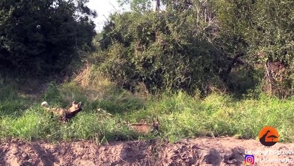 Bushbuck Tries Defending Itself From Wild Dogs