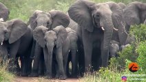 Elephants Protect Babies From Wild Dogs