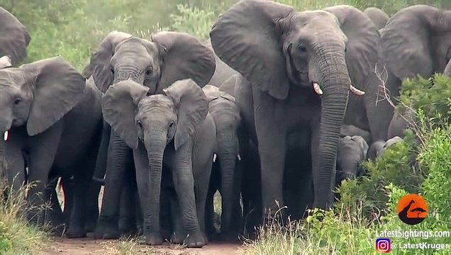 Elephants Protect Babies From Wild Dogs