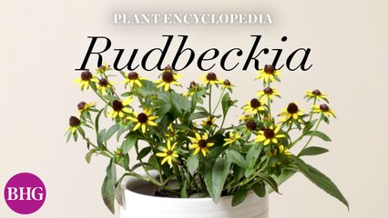 Everything You Need to Know About Rudbeckia