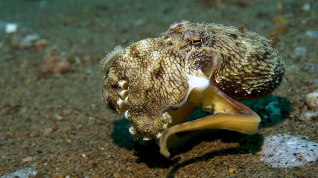Little Octopus Crawls Along Ocean Floor