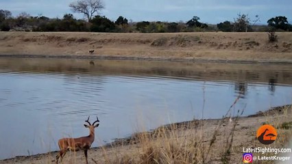 Impala vs Wild Dogs vs Crocodile vs Hippo