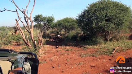 Wild Dogs Eat Impala Alive