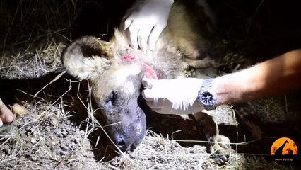 Man saves Wild Dog's Life