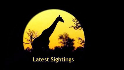 Wild Dogs Play With A Herd Of Zebras