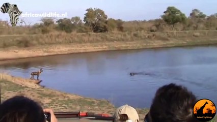 Wild Dogs vs Hippos vs Impala - Latest Sightings