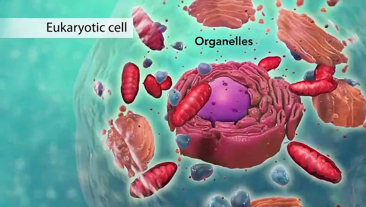 Biology： Cell Structure I Nucleus Medical Media