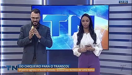 Porco é flagrado em ônibus do Transcol no ES