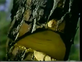 Ron Barceló - Árbol (2)