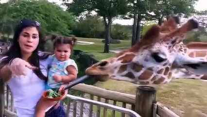 Kids and Babies Feeding Animals in ZOO - Cute Babies Meeting Animals for the first time