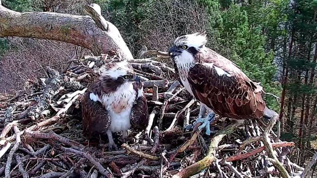 Ospreys return to Perthshire nest