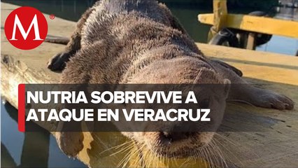 Atacan a Max, nutria que se acerca a restaurantes de mariscos, en Veracruz