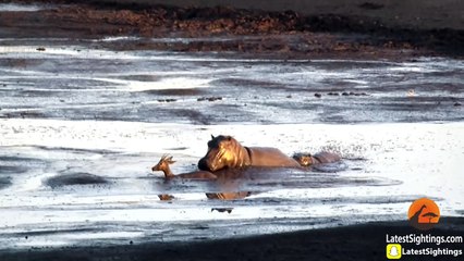 Hippo Kills an Impala That's Stuck in Mud After Lions Chased it