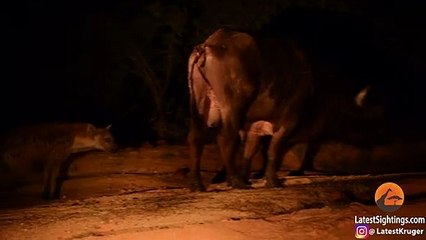 Hyena Grabs Buffalo by the Balls!