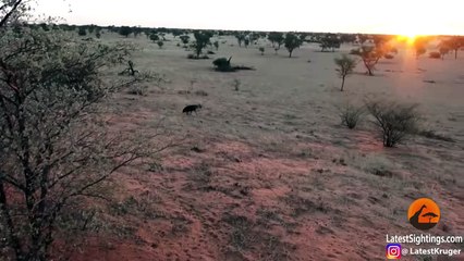 Hyena Walks Right into a Pride of Lions