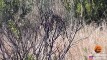 Leopards Fight Over Warthog While it Escapes