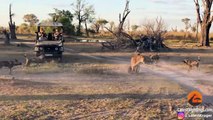 Lioness Takes a Beating by Wild Dogs to Save Her Cub