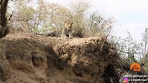 Male Lion Stalks & Attacks Leopard