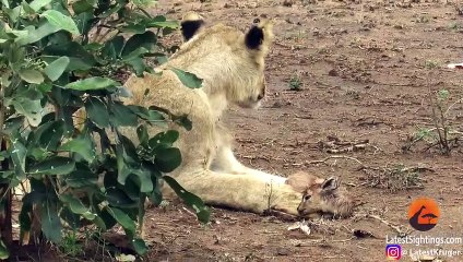 When the Lion Lies Down with the Lamb