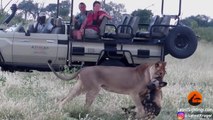 Wild Dog Plays Dead To Escape Lion