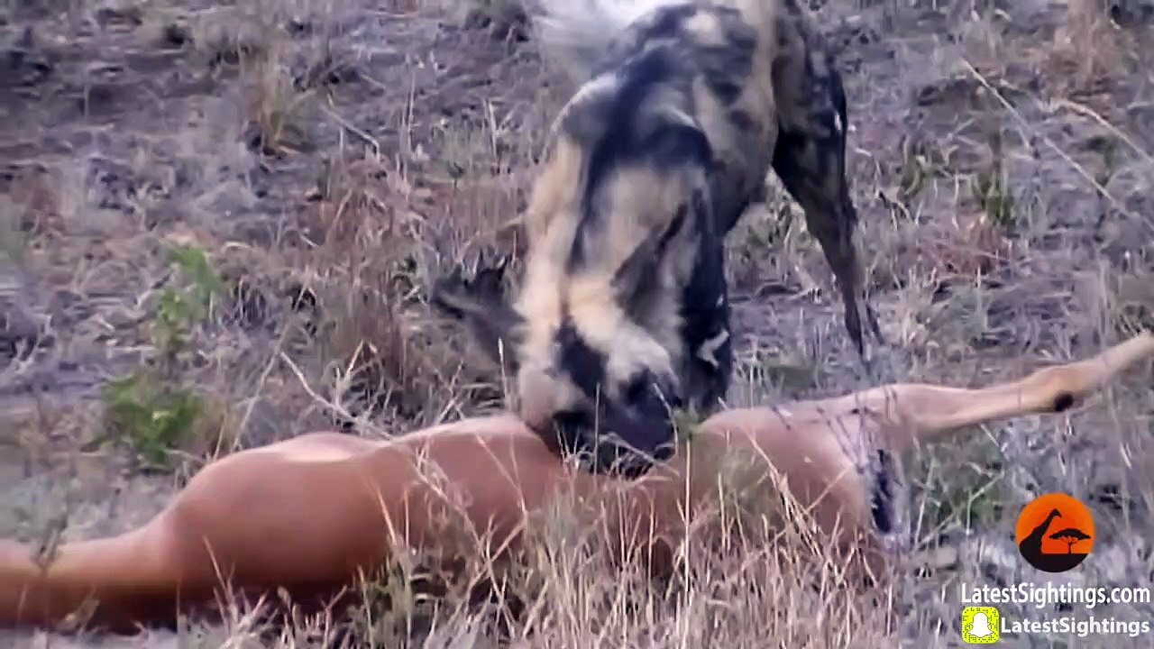 Wild Dogs v Impala   Impala Fights Back as Guts Fall Out