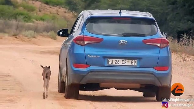 Wildebeest Calf Thinks this Car is Its Mother (Cute Ending)