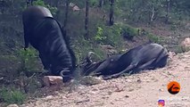 Wildebeest Helps His Dying Friend Back Up!